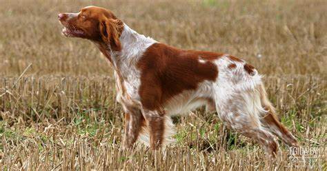 French Spaniel