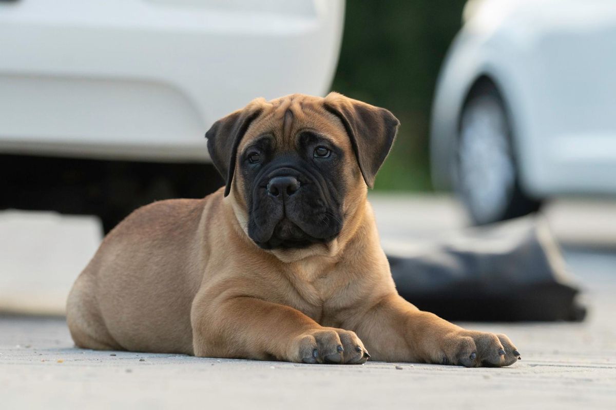 High Rollers Ridin' Solo | Bullmastiff 