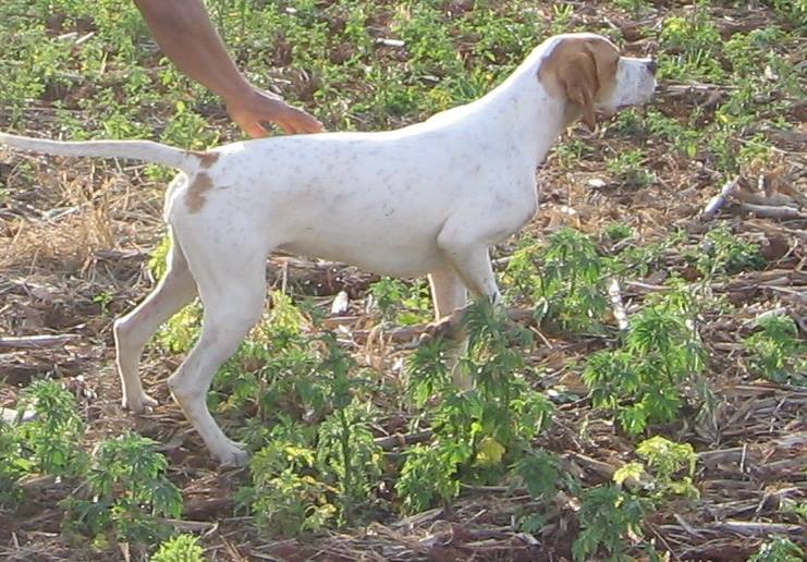 DARA DAS COLINAS DE HOLAMBRA | Pointer 