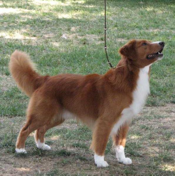 Fionavar Javahill Topgun | Nova Scotia Duck Tolling Retriever 