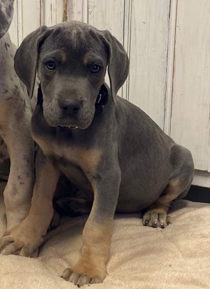 SMD Shot Of Whiskey In Style By Swampside | Great Dane 