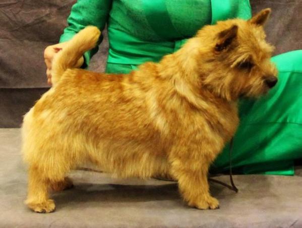 Ya Muzzy iz Plushevih Snov | Norwich Terrier 