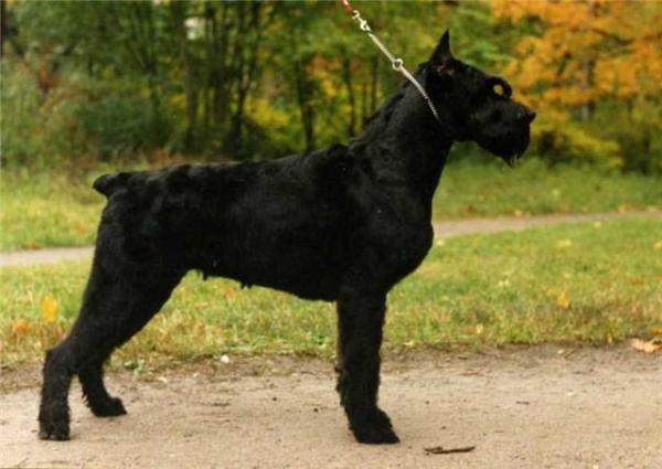 Poldi Senior | Giant Schnauzer 