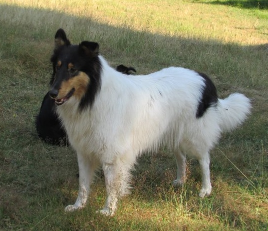 Widdershins Sweet Adeline | Rough Collie 