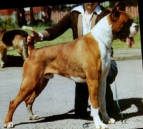 Winuwuk Milray's Red Baron Of Valvay | Boxer 