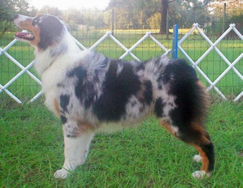 Soundtrack's Oh How Time Flies | Australian Shepherd 