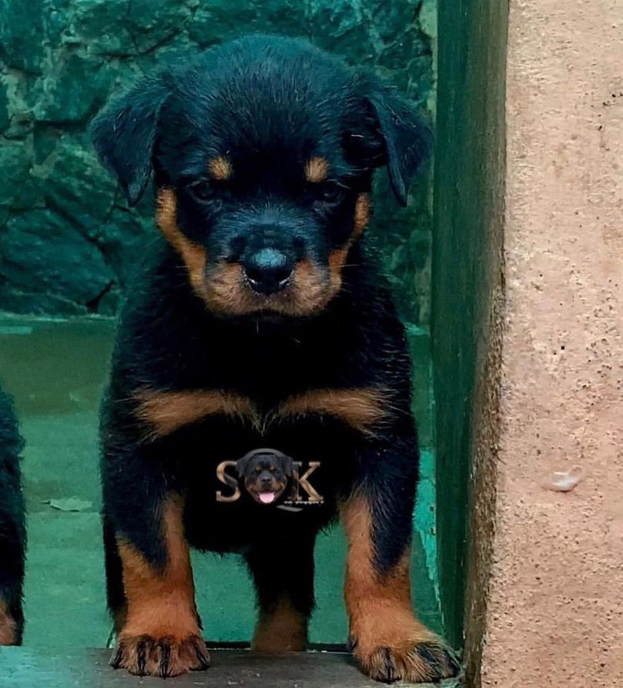 FRANCESCA VOM SQK | Rottweiler 