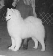 Polar Mist Ain't She Foxy | Samoyed 