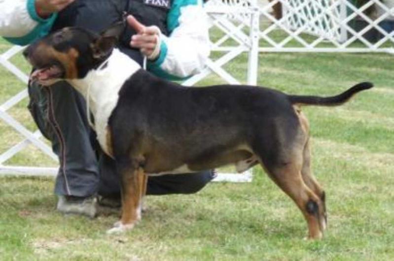 Rebelside Cassius Clay | Bull Terrier 