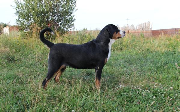 DINA DIANA od Radovne | Greater Swiss Mountain Dog 