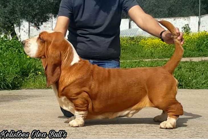 Kelistoes Olea Bull’s | Basset Hound 