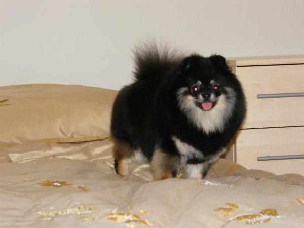 Envy Pommania's Mistress Iz Vestlandii | Pomeranian 