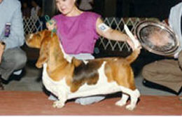 Southlake Jontue | Basset Hound 