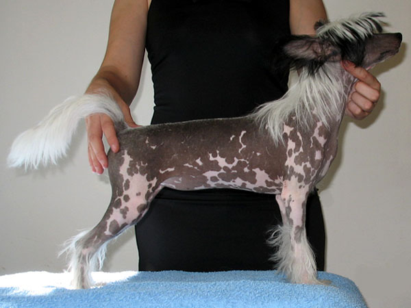 XENA Rosa Thea | Chinese Crested 