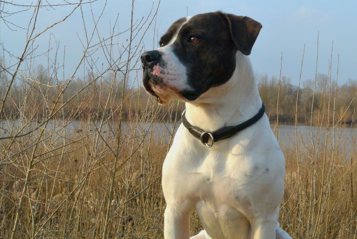 White Lions KALLE | American Bulldog 