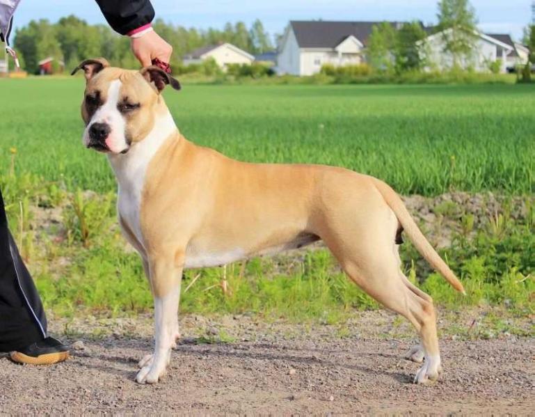 Golden Ferya Pinkie Pie | American Staffordshire Terrier 