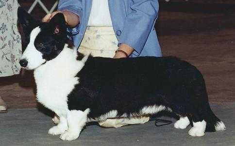 Cornerstone Coedwig's Dreamer ROMg | Cardigan Welsh Corgi 