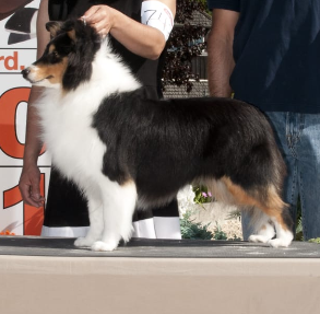 Shema's Xóchilt | Shetland Sheepdog 