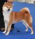 Handzimemesite Yakuhime | Shiba Inu 