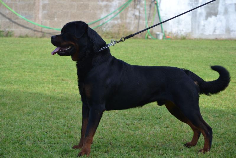 Janosch House of Lazic | Rottweiler 