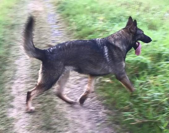 Thalia von Gebrüder Grimm | German Shepherd Dog 