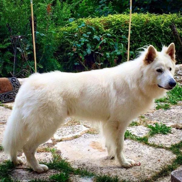 COWBOYS FROM HELL | White Swiss Shepherd Dog 