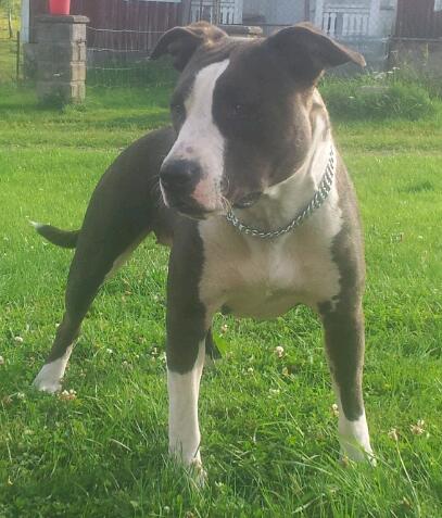 Just Wonderful First Beautiful Girl | American Staffordshire Terrier 