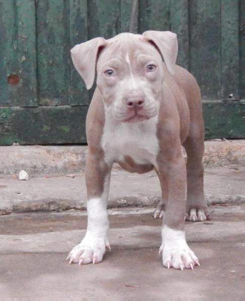 bold beauty | American Pit Bull Terrier 