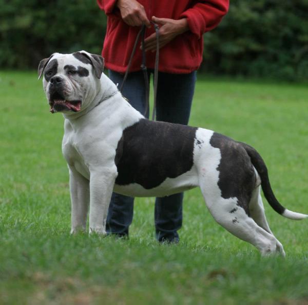 Ostergaard's Hummerfugl | American Bulldog 