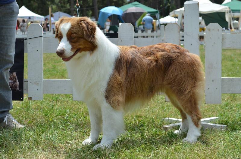 Apple Fruit GoAhead | Australian Shepherd 