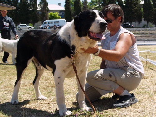 Zhan-Akim | Central Anatolian Shepherd Dog 