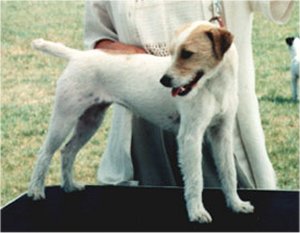 Rednock Greta Garbo | Jack Russell Terrier 