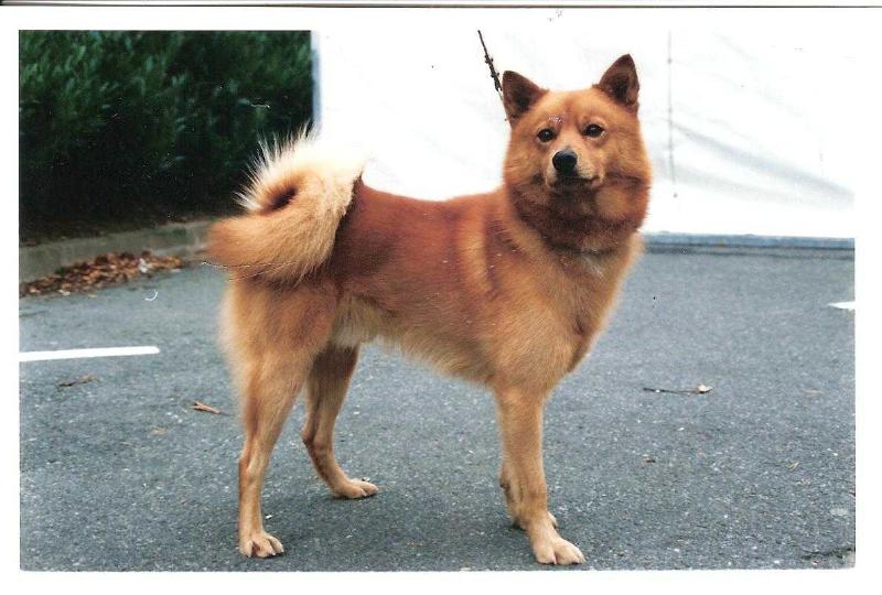 ENKELI de la Cascade des Jarreaux | Finnish Spitz 