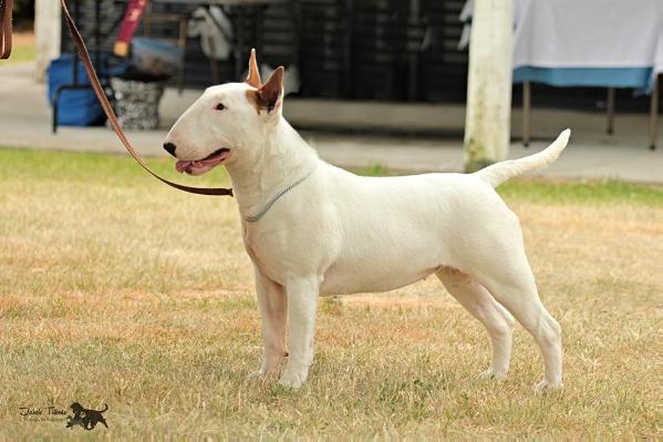 Raiden Candy On Q | Bull Terrier 