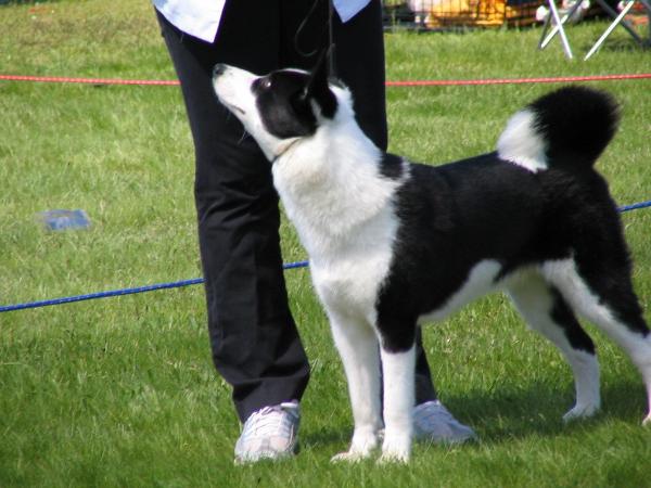 Kan Trace Remmington Lady LV | Karelian Bear Dog 