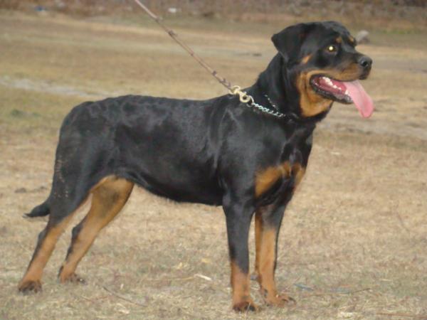 saveilers matchless | Rottweiler 