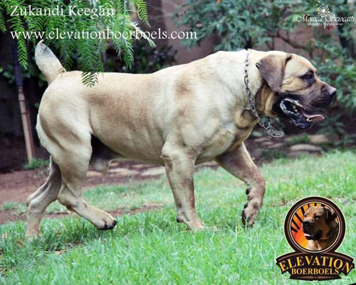 Zukandi Keegan | African Boerboel 