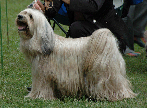 ANY HONEY MANDALA-DELAMA | Tibetan Terrier 