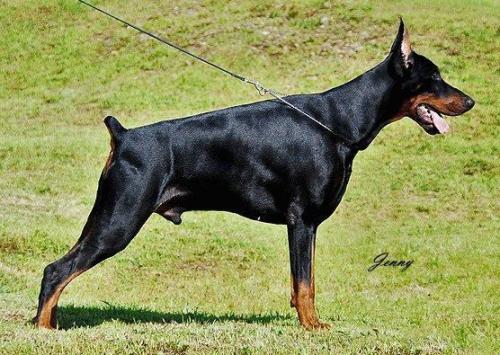 Teraline Murano | Black Doberman Pinscher