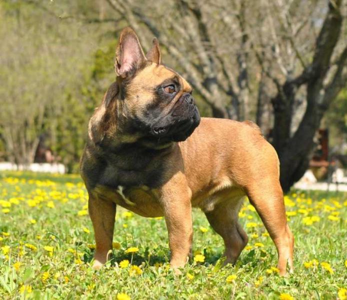 a'vigdors Ignis et ferro | French Bulldog 