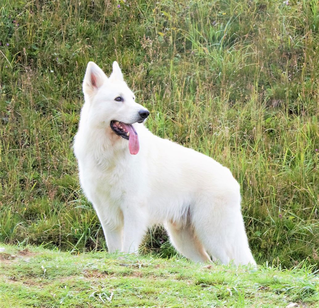 Byron (2013) | White Swiss Shepherd Dog 