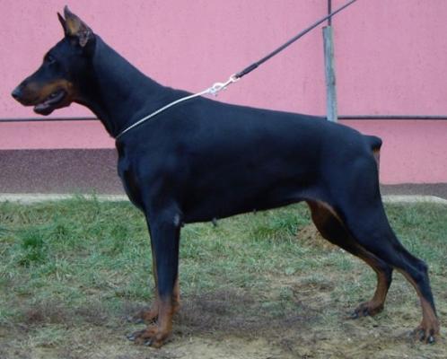 Teraline Mirtus | Black Doberman Pinscher