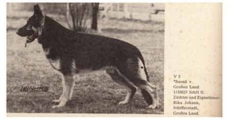 Bernd vom Großen Land | German Shepherd Dog 