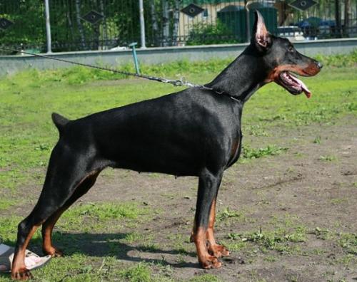 Teraline Montera | Black Doberman Pinscher