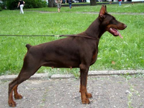 Tira Vento Becherovka | Brown Doberman Pinscher