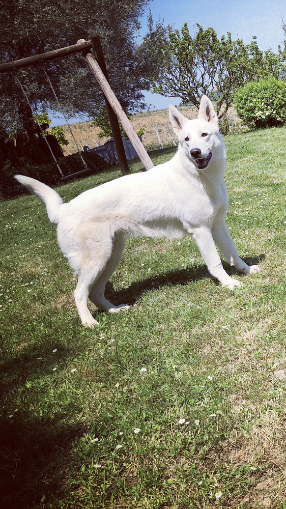 Gwen Von Piersigilli | White Swiss Shepherd Dog 