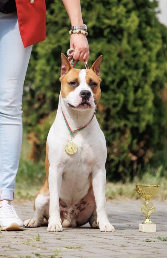 Glorysband Gangster | American Staffordshire Terrier 