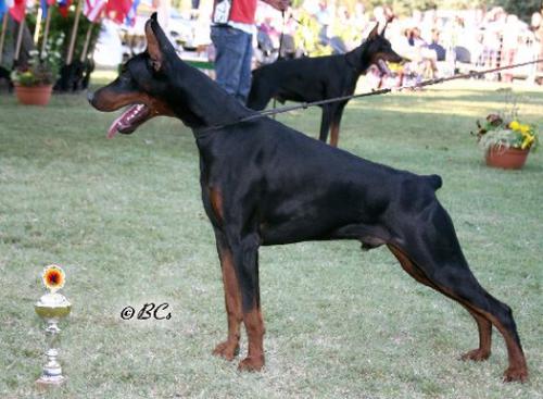 Graphic Line Souvenir | Black Doberman Pinscher