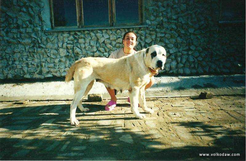 gunesh | Central Asian Shepherd Dog 