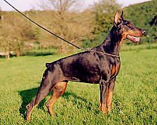 Relka v. Engelthal | Black Doberman Pinscher